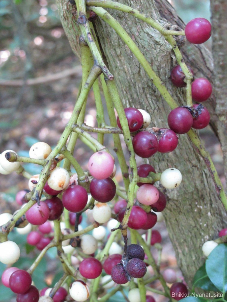 Anamirta cocculus (L.) Wight & Arn.